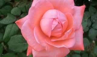 月季花怎样剪枝 你有必要了解