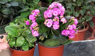 长寿花的养护常识 手把手教你养殖