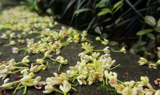 流苏嫁接桂花的方法 推荐这五种方法