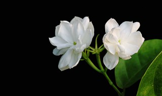 茉莉花怎样剪枝 一起学习一下吧