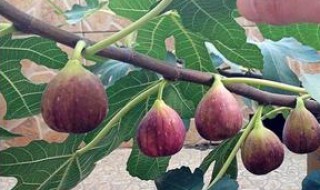 无花果怎样剪枝 需要做好这几点