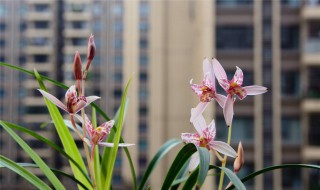 兰花开花时能浇水吗 什么时候应该浇水呢