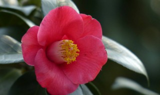 怎样救活茶花 需要根据原因解决问题