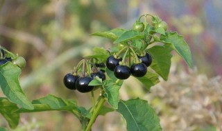 龙葵叶子的功效与作用 大部分人都不知道