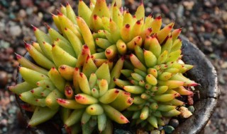 多肉施什么肥好 经验之谈