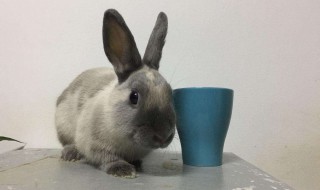 暹罗兔饲养方法 饲养暹罗兔需要注意的事情