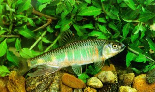 戴氏多鳍鱼的寿命 考考你的知识储备