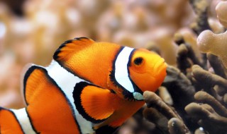 黄面面能野钓吗 钓鱼是一种爱好