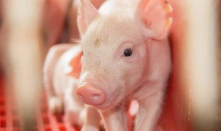 个人屠宰生猪行吗 法律管不管