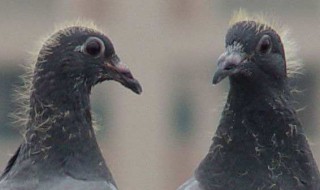 什么人不能养鸽子 哪些人群不适合养鸽子