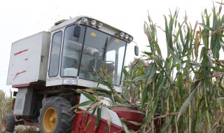 青储饲料的制作过程 最详细的青贮饲料的制作步骤