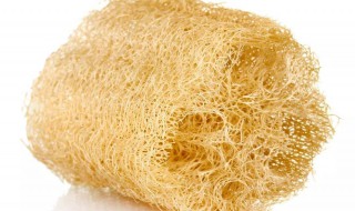 老丝瓜络煮水喝的禁忌 有哪些呢