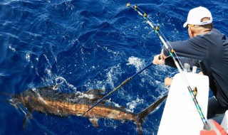 海钓石斑鱼技巧 海钓怎么钓石斑鱼