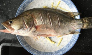 钓桂鱼用什么饵料 钓桂鱼通常用什么饵料