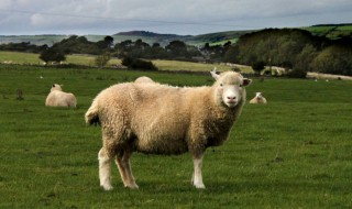 玉米怎么喂羊好 有什么功效