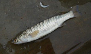钓淡水梭鱼技巧 鱼的蛋白质含量很丰富