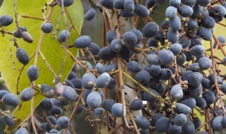 枸骨果泡酒秘方 孕妇不能饮用