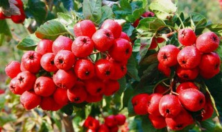 山楂叶泡水的危害 要注意什么