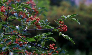 花椒树打什么药 不同原因不同解决方法