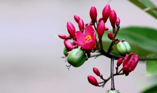 珊瑚果怎么才能多长花蕊 做到这几个要求!