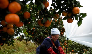 沙糖桔果树怎么修剪 沙糖桔果树该如何修剪