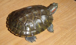 家里养巴西龟吉利吗 有何风水说法呢?