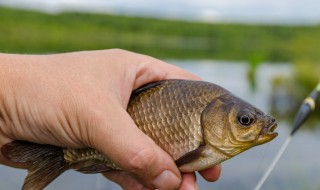 野河鲤鱼怎么钓 钓鲤鱼的技巧有哪些
