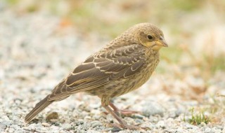 栗翅牛鹂介绍 简单告诉大家