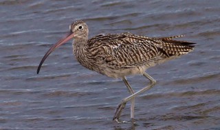长嘴鹬介绍 你知道它的样子吗