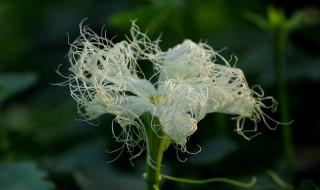 红花栝楼介绍 红花栝楼简介