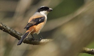 棕背伯劳介绍 棕背伯劳简介