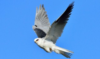 白尾鸢介绍 鸟类