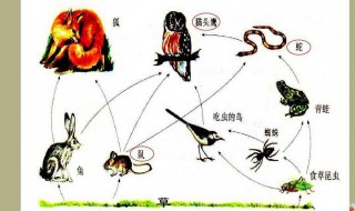 如何写植物动物 到底用什么方法