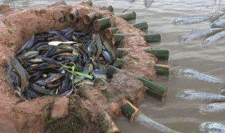 什么鱼笼捕鱼最好 以后你家的餐桌上的鱼说不定不用买了