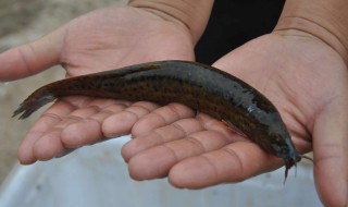 一天吃几条泥鳅 有什么好处