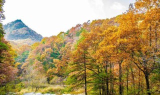 河南千亩银杏林在哪里 河南洛阳千年银杏林简介