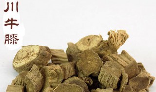 怀牛膝与川牛膝的区别 活血通经补肝肾