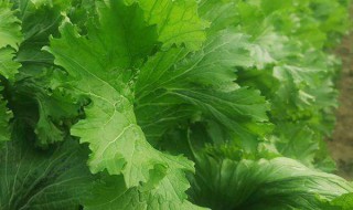 香叶饺子菜种植 实用技巧介绍