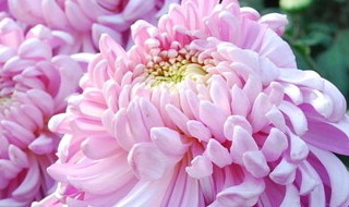 菊花怎么拍人像 菊花拍摄技巧