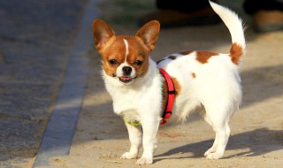 狗咬主人说明什么 关于吉娃娃的简介