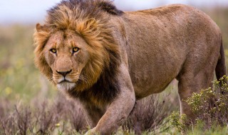 十大最凶残的动物排名 第一名实至名归