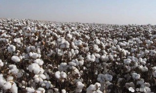 八师棉花主种品种 是哪种