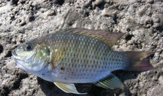 罗非鱼吃什么饵料 给大家看一看