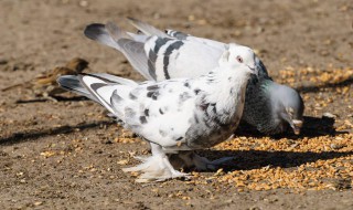 吃鸽子最佳时间 术后吃鸽子最佳时间是什么时候