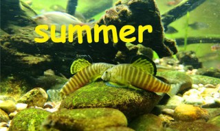 密斑拟腹吸鳅介绍 密斑拟腹吸鳅简介