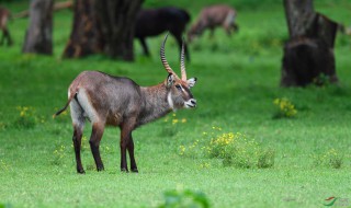 侏羚介绍 侏羚简介