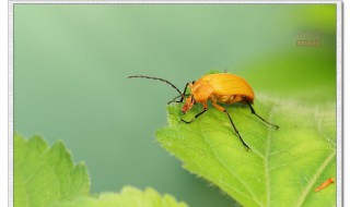 桑树蓝尾迷萤叶甲介绍 形态特征