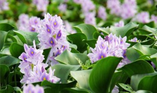 槐叶萍介绍 形态特征