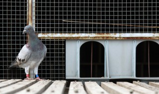 大蒜能治信鸽毛滴虫吗 信鸽如何防治毛滴虫病