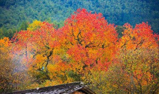 合川古楼看红叶的时间 一起去走走?